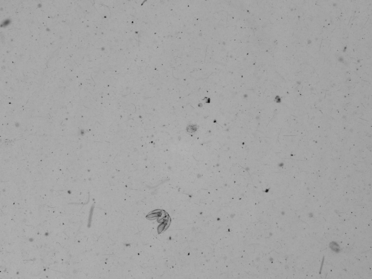 大鹏湾走航监测