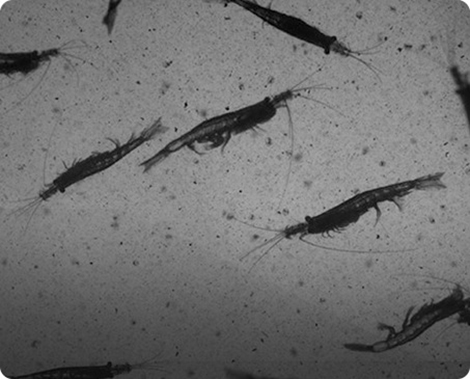 大亚湾走航监测